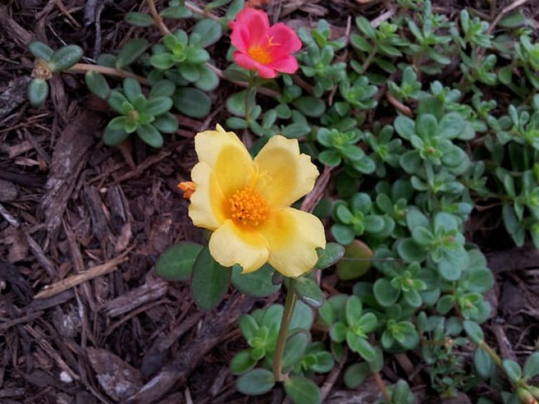 Purslane flowers.