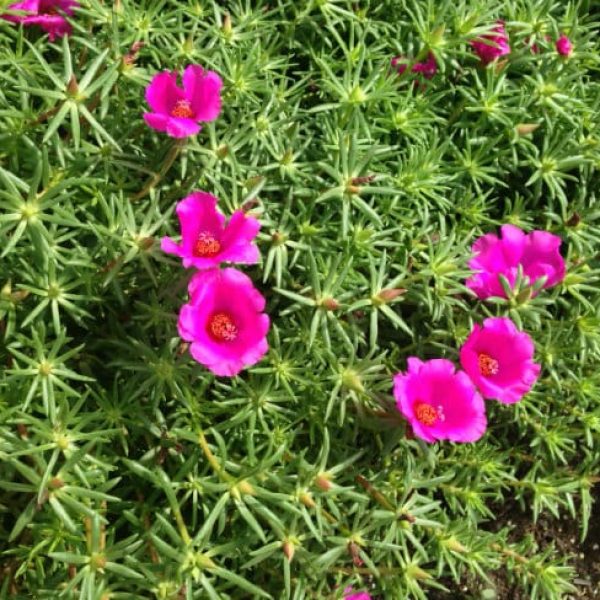 1488570391Moss-Rose-Portulaca-grandiflora-detail-bloom.jpg
