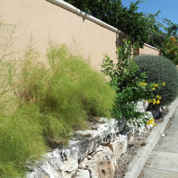 1488570736Muhly-Bamboo-Muhlenbergia-dumosa-form-Sonoma-Ranch-6-2013.jpg