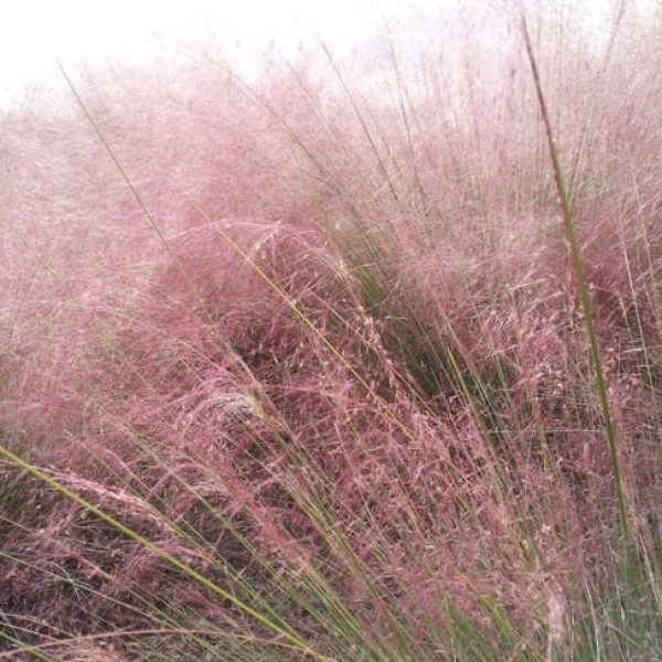 1488570983Muhly-Gulf-Muhlenbergia-capillaris-detail.jpg