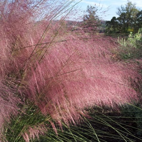 1488570988Muhly-Gulf-Muhlenbergia-capillaris-detail-close.jpg