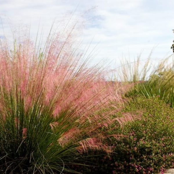 1488570993muhly-gulf-muhlenbergia-capillaris-form.jpg