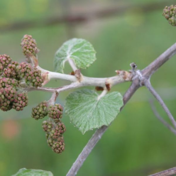 1488571422Mustang-grape-Vitis-mustangensis-bloom-detail.jpg