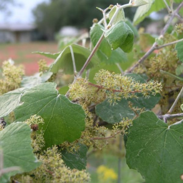 1488571430Mustang-grape-Vitis-mustangensis-bloom-form.jpg