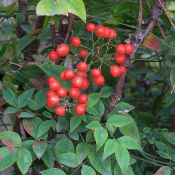 1488571804Nandina-Nandina-domestica-detail-berries.jpg