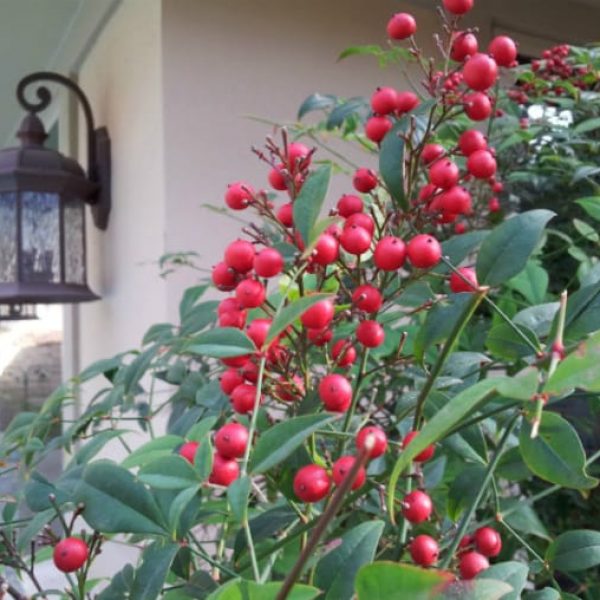1488571810Nandina-Nandina-domestica-detail-berries-Oak-Hills-March.jpg