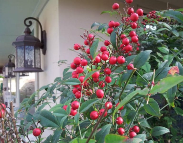 1488571810Nandina-Nandina-domestica-detail-berries-Oak-Hills-March.jpg