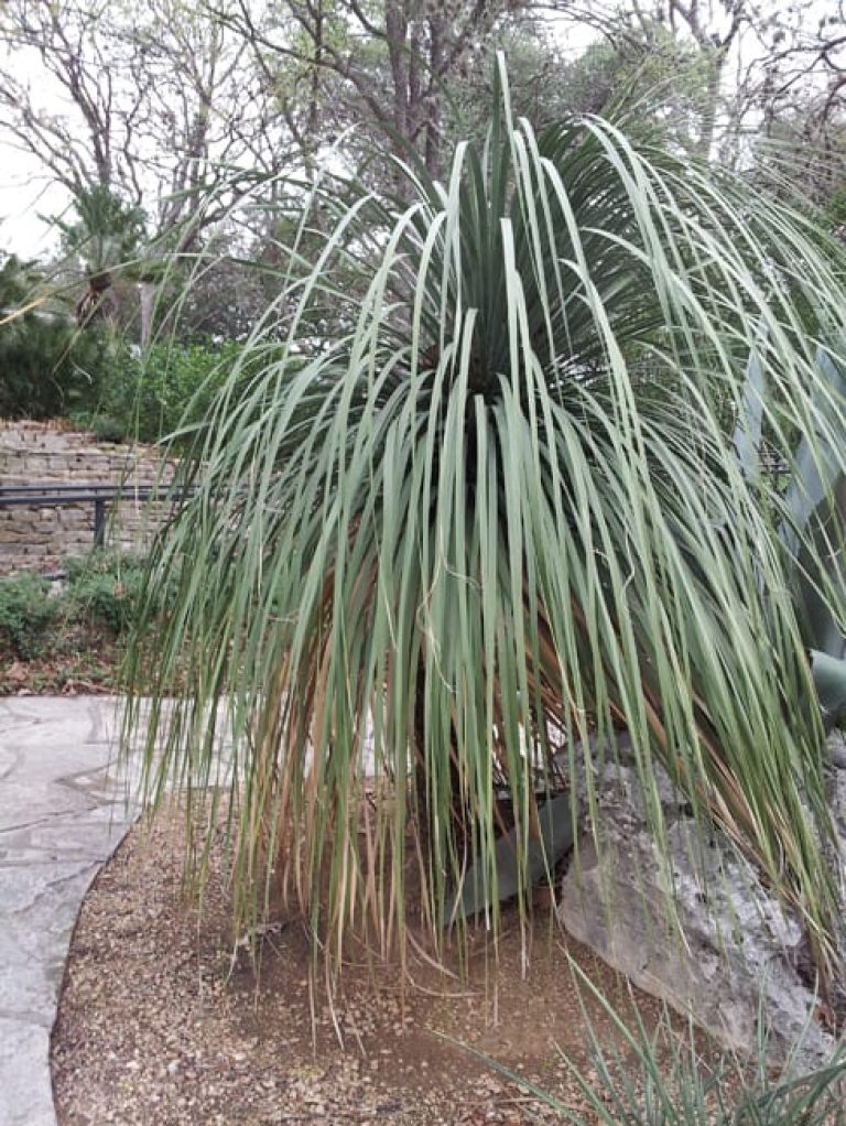 1488571993Nolina-Nelsons-Nolina-nelsonii-form-botanical-entrance.jpg