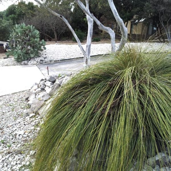 1488572498Basketgrass-Nolina-texana-driveway-and-street-scene-with-prickly-pear-and-persimmon.jpg