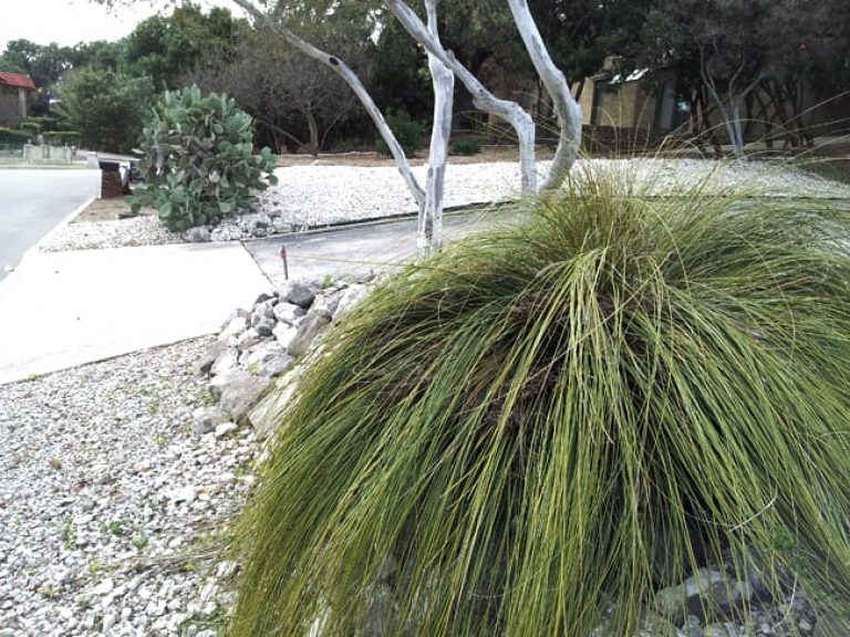 1488572498Basketgrass-Nolina-texana-driveway-and-street-scene-with-prickly-pear-and-persimmon.jpg