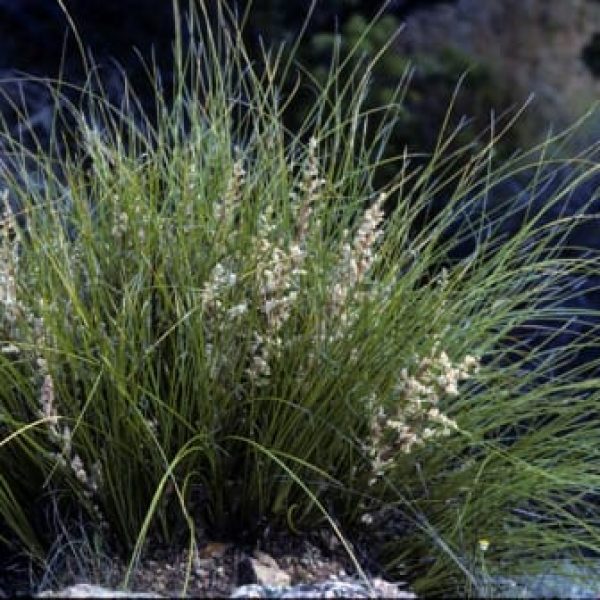 1488572515Basketgrass-Nolina-texana-NPIN-photo.jpg