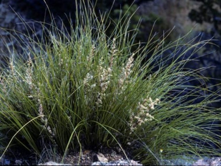 1488572515Basketgrass-Nolina-texana-NPIN-photo.jpg