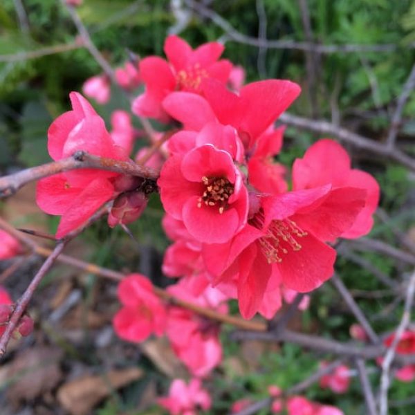 1488572977Flowering-Quince-Chaenomeles-japonica-bloom-detail2.jpg