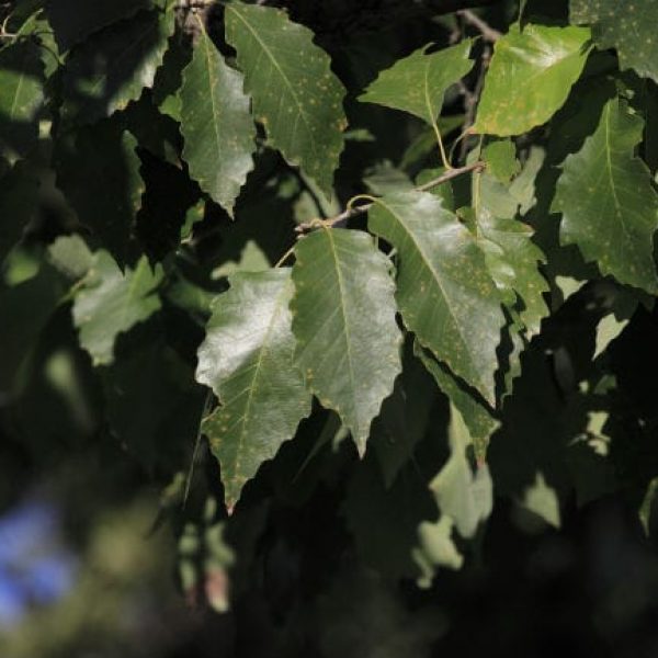 1488573098Chinquapin-oak-detail-leaf-sunken-ep.JPG