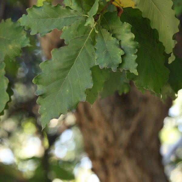 1488573108Chinquapin-oak-Quercus-muhlenbergii-detail-saws2-bmw.JPG