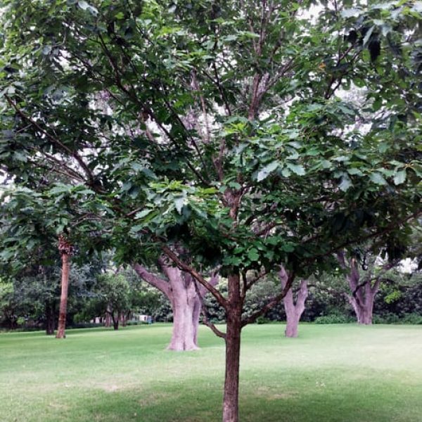 1488573120Oak-Chinquapin-Quercus-muhlenbergii-form-Monte-vista-15-years-6-2014.jpg