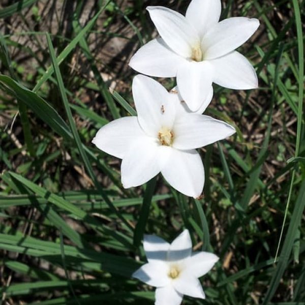 1488573162Rain-Lily-Flower-Zephyranthes-sp-detail.jpg