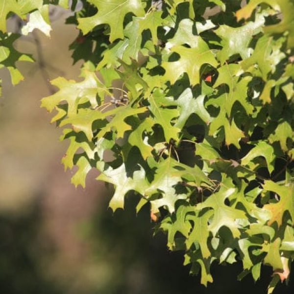 1488573574Oak_Red_Quercus_texana_detail_leaf.jpg