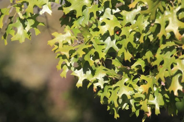 1488573574Oak_Red_Quercus_texana_detail_leaf.jpg
