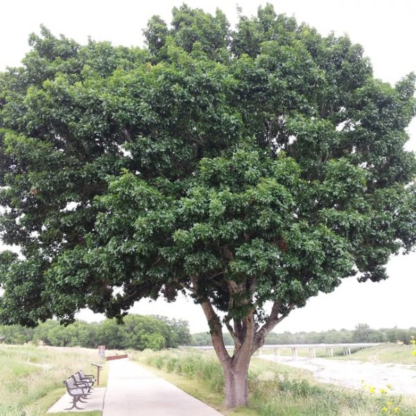 1488573578Oak-Red-Quercus-buckleyi-form-San-Antonio-River-6-2014.jpg