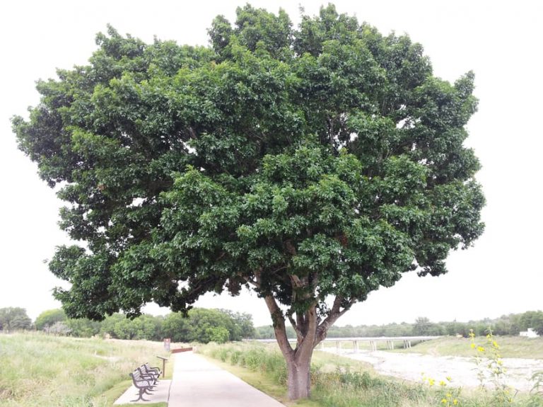 1488573578Oak-Red-Quercus-buckleyi-form-San-Antonio-River-6-2014.jpg