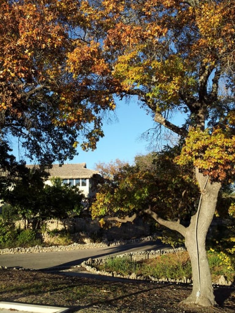 1488573581oak-red-quercus-texana-20131216-form.jpg