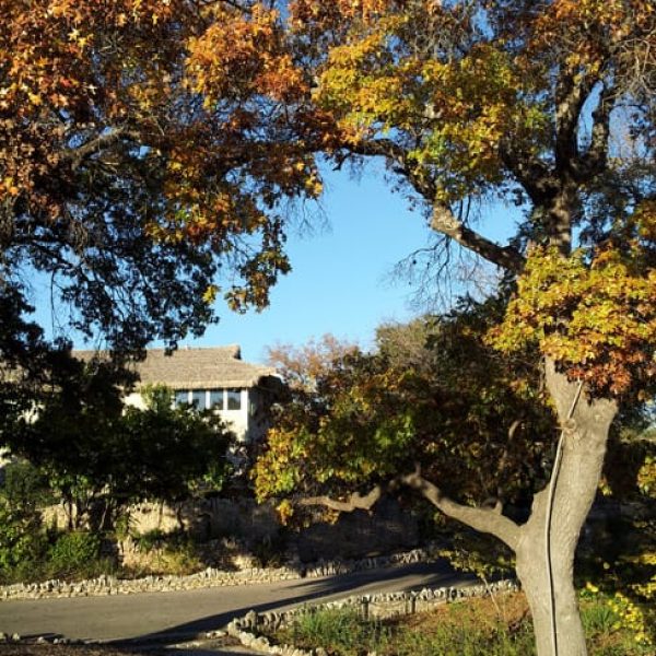 1488573581oak-red-quercus-texana-20131216-form.jpg