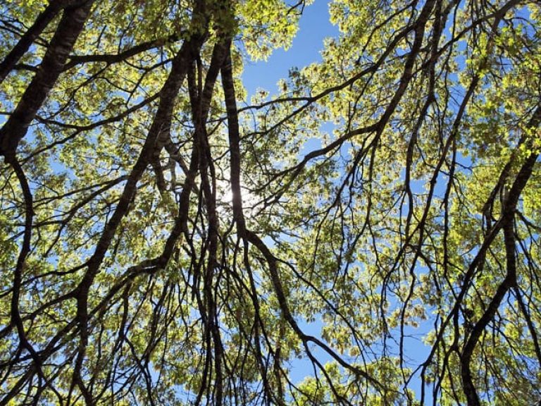 1488573586Oak-red-Quercus-texana-detail-flower.jpg