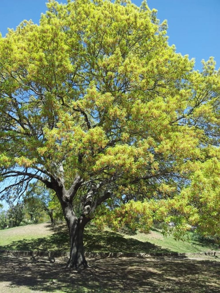 1488573647Oak-red-Quercus-texana-form.jpg