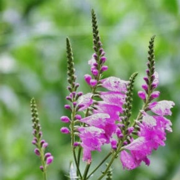 1488573922Obedient-plant-Physostegia-virginiana-detail-Hardberger-Park-Brad-Wier-6-2016-290x290.jpg