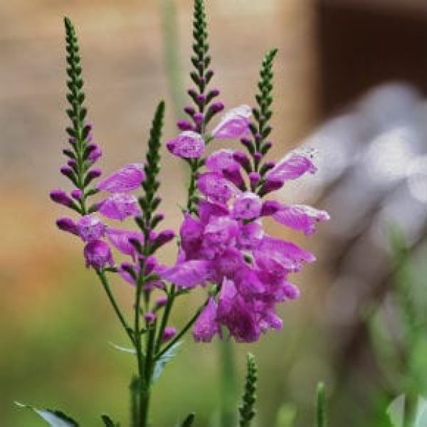 1488573927Obedient-plant-Physostegia-virginiana-detail-Hardberger-Park-Ecology-Brad-Wier-6-2016-290x290.jpg