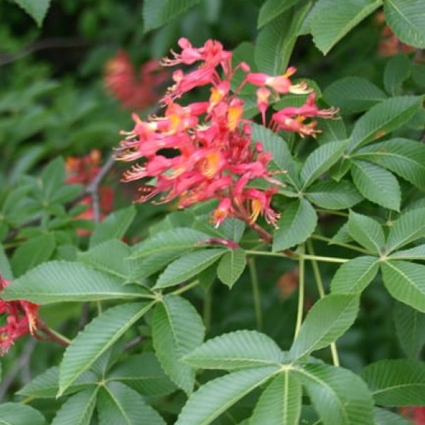 1488574236Red-Buckeye-Aesculus-pavia-detail-flower.jpg