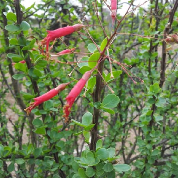 1488574266ocotillo-fouqieria-splendens-detail.jpg