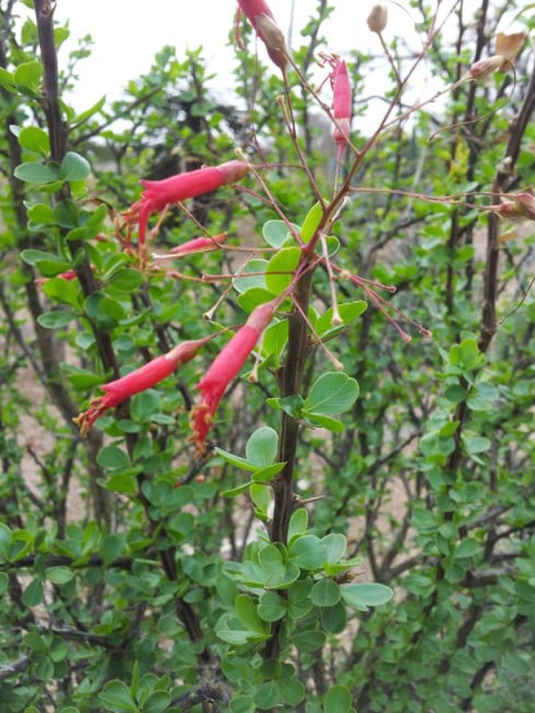 1488574266ocotillo-fouqieria-splendens-detail.jpg