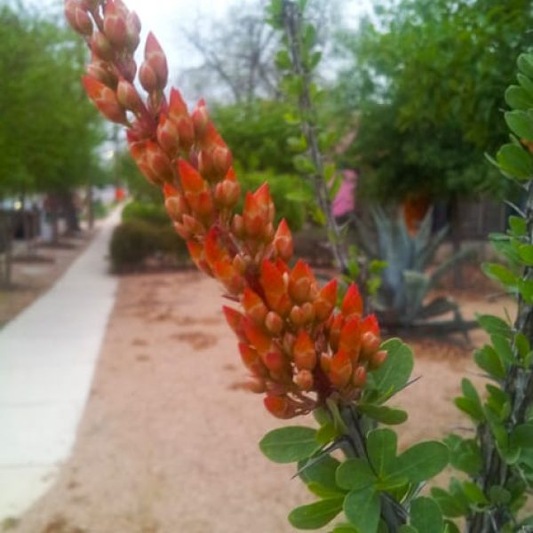 1488574277Ocotillo-Fouquiera-splendens-detail-flowering-April.jpg