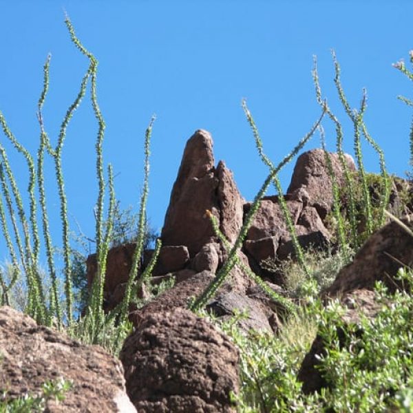 1488574287Ocotillo-Fouquiera-splendens-form-with-leaves-Big-Bend-2010.jpg