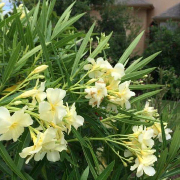 1488574435Oleander-Nerium-oleander-detail-flower.jpg