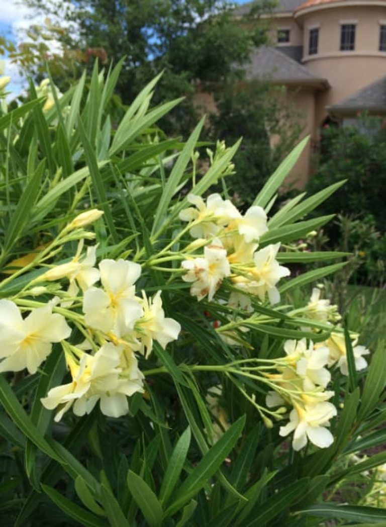 1488574435Oleander-Nerium-oleander-detail-flower.jpg