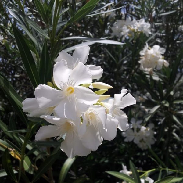 1488574439Oleander-Nerium-oleander-detail-flower-7-2014.jpg