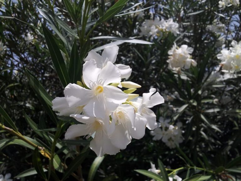 1488574439Oleander-Nerium-oleander-detail-flower-7-2014.jpg