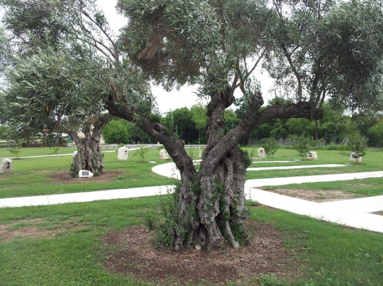 1488574747Olive-European-Olea-europea-form-Lackland-6-2014.jpg
