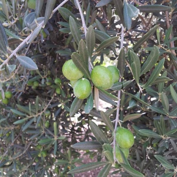 1488574753Olive-European-Olea-europea-fruit.jpg