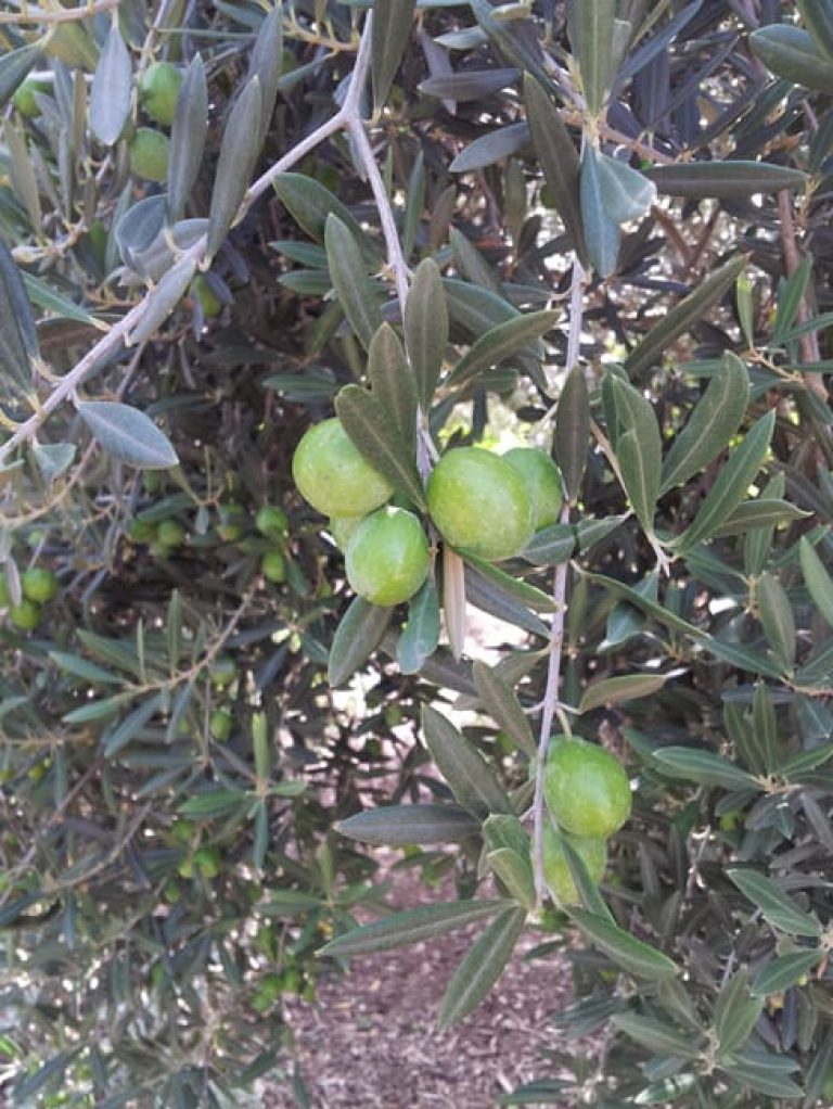 1488574753Olive-European-Olea-europea-fruit.jpg
