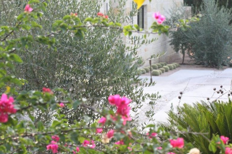 1488574760Olive-Olea-europea-detail-landscaping-bwier-28998071455_da6c05ab3a_o.jpg