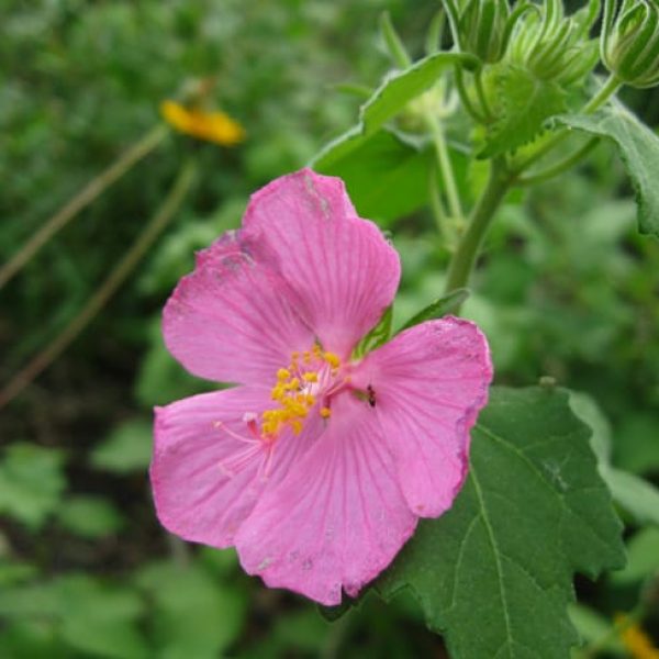 1488576882Rock-Rose-Pavonia-lasiopetalum-detail.jpg