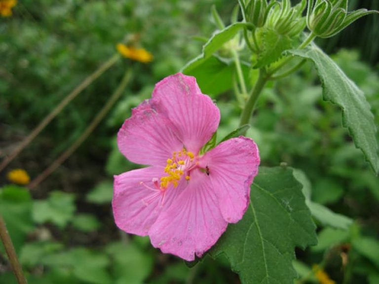1488576882Rock-Rose-Pavonia-lasiopetalum-detail.jpg