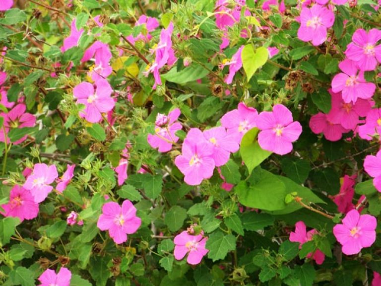 1488576889rock-rose-pavonia-hastata-detail.jpg