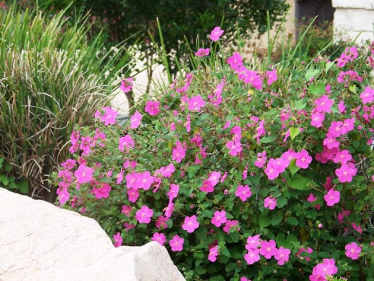 Pink flowers on a thriving rock rose plant