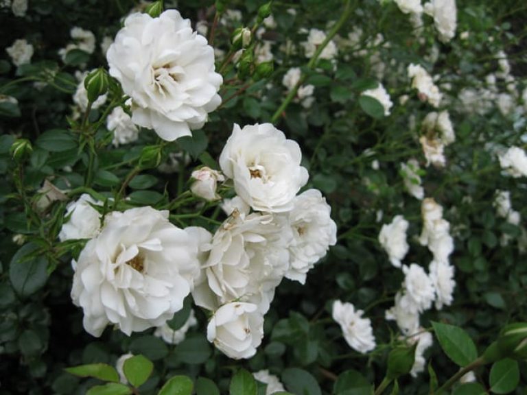 1488577888rose-MARIE-PAVIE-ROSa-x-detail.jpg
