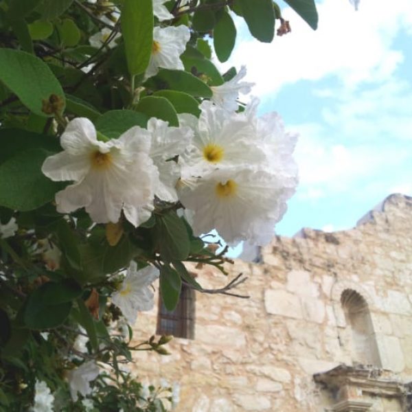 1488801959Anacahuita-Mexican-Olive-Cordia-boissieri-flower-detail.jpg